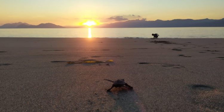 Serunya Melepas Tukik ke Laut Lepas di Pantai Riangdua