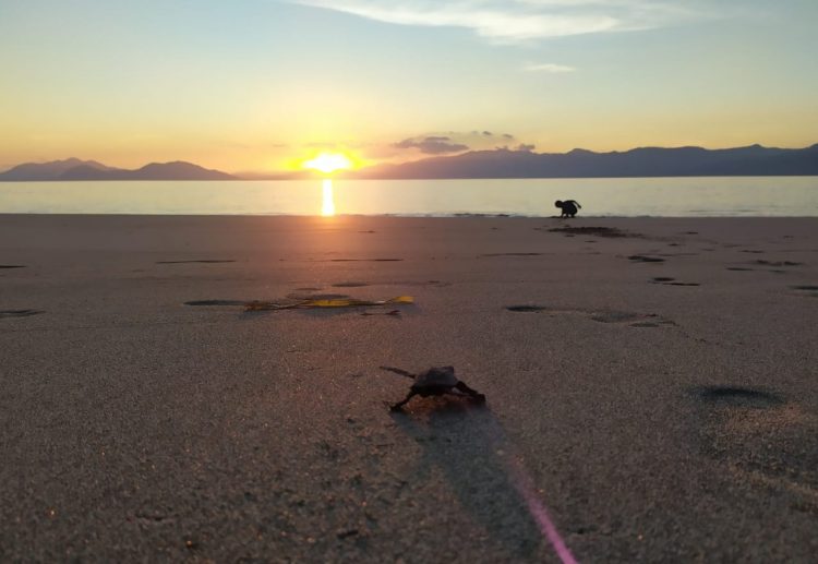 Tukik atau anak penyu saat bergerak ke laut lepas di Pantai Riangdua, Kabupaten Lembata, Nusa Tenggara Timur / Foto BentaraNet