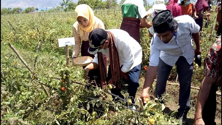 Bupati Flores Timur, Antonius Gege Hadjon melakukan panen perdana tomat di Desa Narasaosina, Kecamatan Adonara Timur / Foto : BentaraNet/Redem Welan