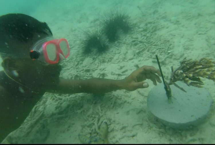 Seorang penyelam dari relawan Komunitas Taman Daun meletakkan media tanam terumbu karang di sekitar serpihan koral yang rusak di sekitar Pulau Siput Awololong / Foto : BentaraNet