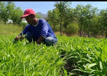 Anggaran Dialihkan Untuk Covid-19, Kontraktor di Sikka Beralih Profesi Jadi Petani Sayur