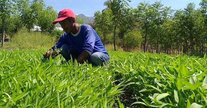 Anggaran Dialihkan Untuk Covid-19, Kontraktor di Sikka Beralih Profesi Jadi Petani Sayur