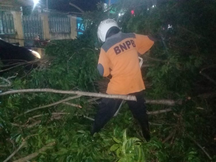 Tim Reaksi Cepat BPBD Kabupaten Sikka membersihkan pohon tumbang di jalur Maumere-Ende tepat di Hotel Winirai Maumere / Foto : BentaraNer (Arnold Siku)