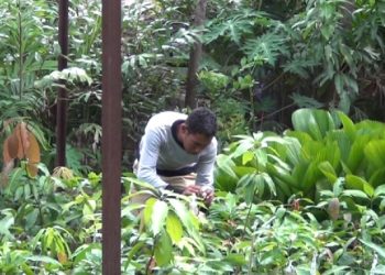 Linus Liarian Bertekad Hijaukan Lembata Lewat Budidaya Anakan Pohon