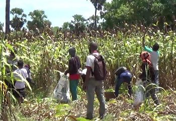 Produktivitas Sorgum di Lembata Meningkat Tapi Tidak Didukung Alsintan