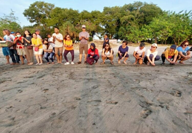 Wisatawan melepas tukik di Pantai Riangdua, Desa Bour, Kecamatan Nubatukan, Kabupaten Lembata / Foto : BentaraNet