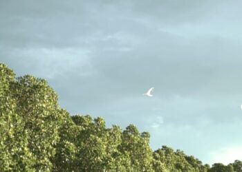 Kolaborasi Dengan Burung Indonesia, YBS Baru Gandeng Masyarakat Tetapkan Muro