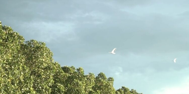 Kolaborasi Dengan Burung Indonesia, YBS Baru Gandeng Masyarakat Tetapkan Muro