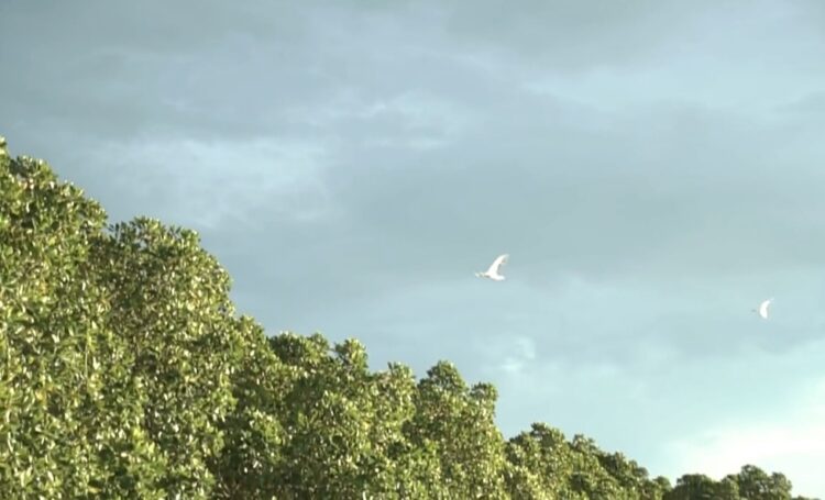 Satwa burung di Hutan Bakau sekitar perairan Teluk Waienga / Foto : BentaraNet