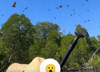 Waduh! Wisatawan Asing Rusak Ekosistem Kelelawar di Destinasi Wisata Pulau Meko