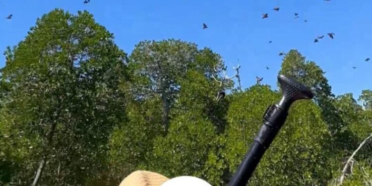 Waduh! Wisatawan Asing Rusak Ekosistem Kelelawar di Destinasi Wisata Pulau Meko