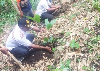 Turun Langsung Tanam Salak Bersama Poktan di Meluwiting, Ini Harapan Kanis Tuaq!