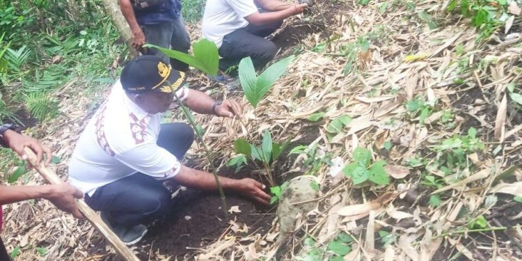 Turun Langsung Tanam Salak Bersama Poktan di Meluwiting, Ini Harapan Kanis Tuaq!