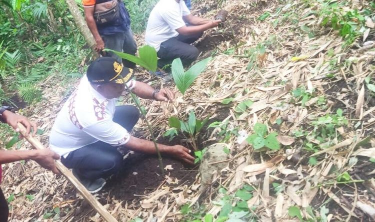 Kepala Dinas Pertanian & Ketahanan Pangan Kabupaten Lembata, Kanis Tuaq menanam pohon salak di Desa Meluwiting, Kecamatan Omesuri, Kabupaten Lembata / Foto : Istimewa
