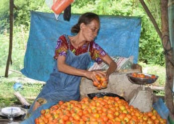 Kisah Petani Lembata: Hadapi Perubahan Iklim dengan Sayur Organik