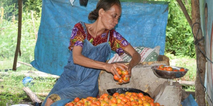 Kisah Petani Lembata: Hadapi Perubahan Iklim dengan Sayur Organik
