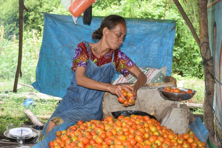 Stephani Abon (40) petani asal desa Dulitukan menimbang tomat hasil panen di kebun organik. Stefani bersama suami merupakan petani yang mencoba bertahan di tengah ancaman krisis perubahan iklim / Foto : BentaraNet