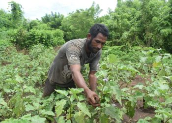 Ignasius Suyadi Aur, petani di Desa Dulitukan, Kabupaten Lembata merawat tanaman terung di kebun / Foto : BentaraNet