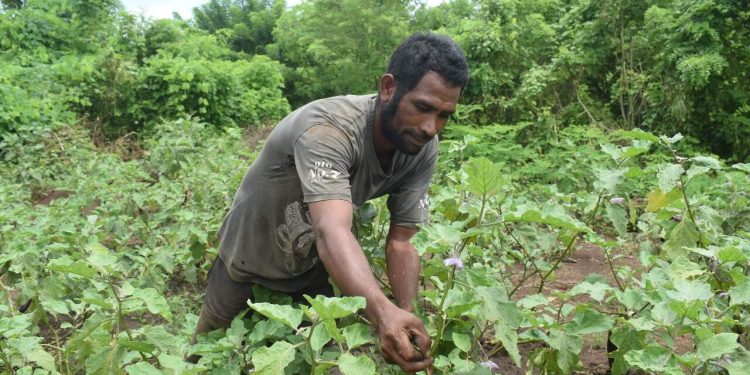 Ignasius Suyadi Aur, petani di Desa Dulitukan, Kabupaten Lembata merawat tanaman terung di kebun / Foto : BentaraNet