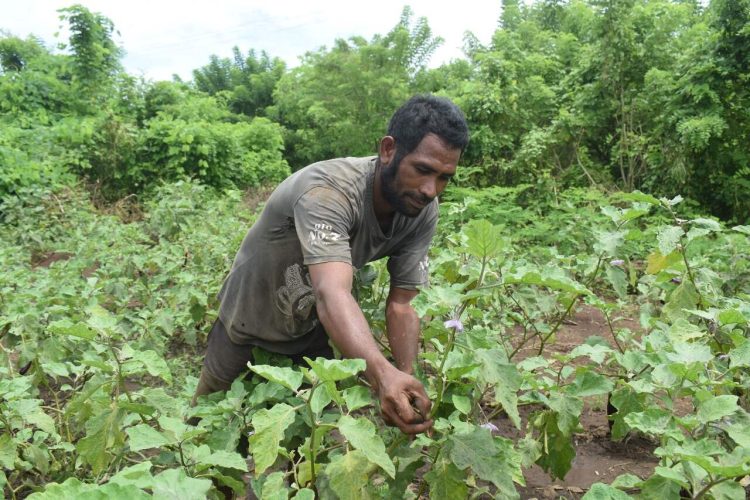Ignasius Suyadi Aur, petani di Desa Dulitukan, Kabupaten Lembata merawat tanaman terung di kebun / Foto : BentaraNet