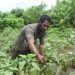 Ignasius Suyadi Aur, petani di Desa Dulitukan, Kabupaten Lembata merawat tanaman terung di kebun / Foto : BentaraNet