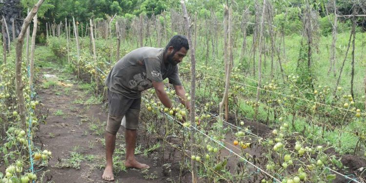Pertanian Lembata: Menanti Pemerintah Turun Tangan, Demi Kedaulatan Pangan