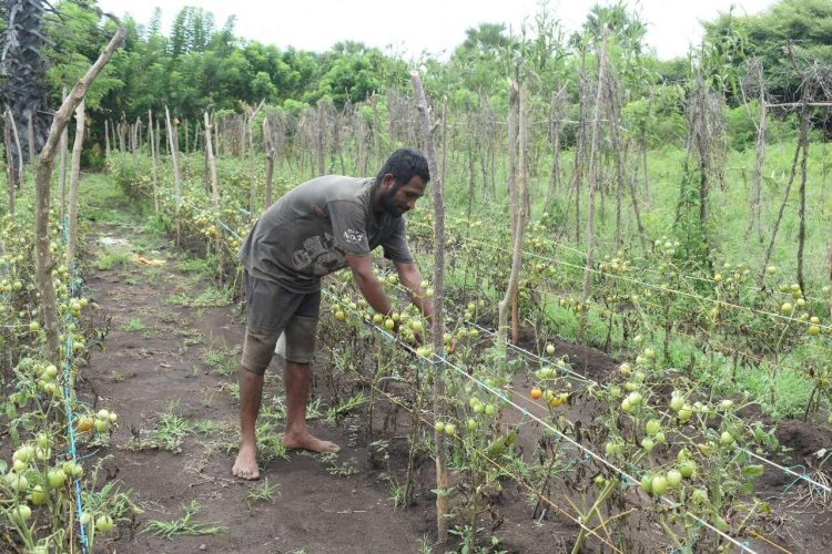 Petani di Lembata beralih dari tanaman jagung hibrida ke budidaya sayur organik / Foto : BentaraNet