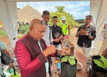 Bupati Lembata Petrus Kanisius Tuaq memantau anakan jambu mente di kompleks manajemen PT TTI, desa Waibao, Flores Timur / Foto : Humas Pemda Lembata