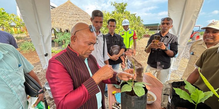Bupati Lembata Petrus Kanisius Tuaq memantau anakan jambu mente di kompleks manajemen PT TTI, desa Waibao, Flores Timur / Foto : Humas Pemda Lembata