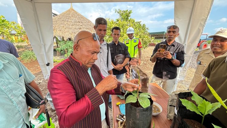 Bupati Lembata Petrus Kanisius Tuaq memantau anakan jambu mente di kompleks manajemen PT TTI, desa Waibao, Flores Timur / Foto : Humas Pemda Lembata