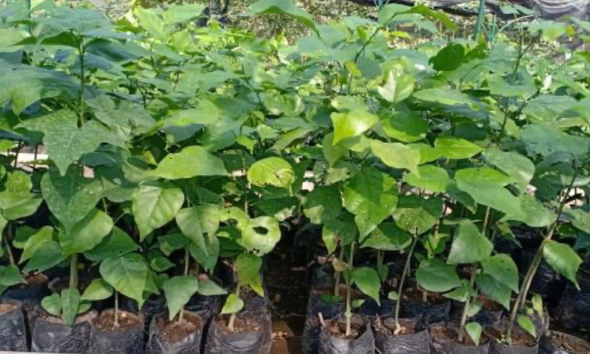 Bibit malapari / Foto dari berbagai sumber